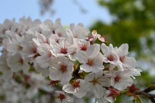 公園展望地区のシドモア桜
