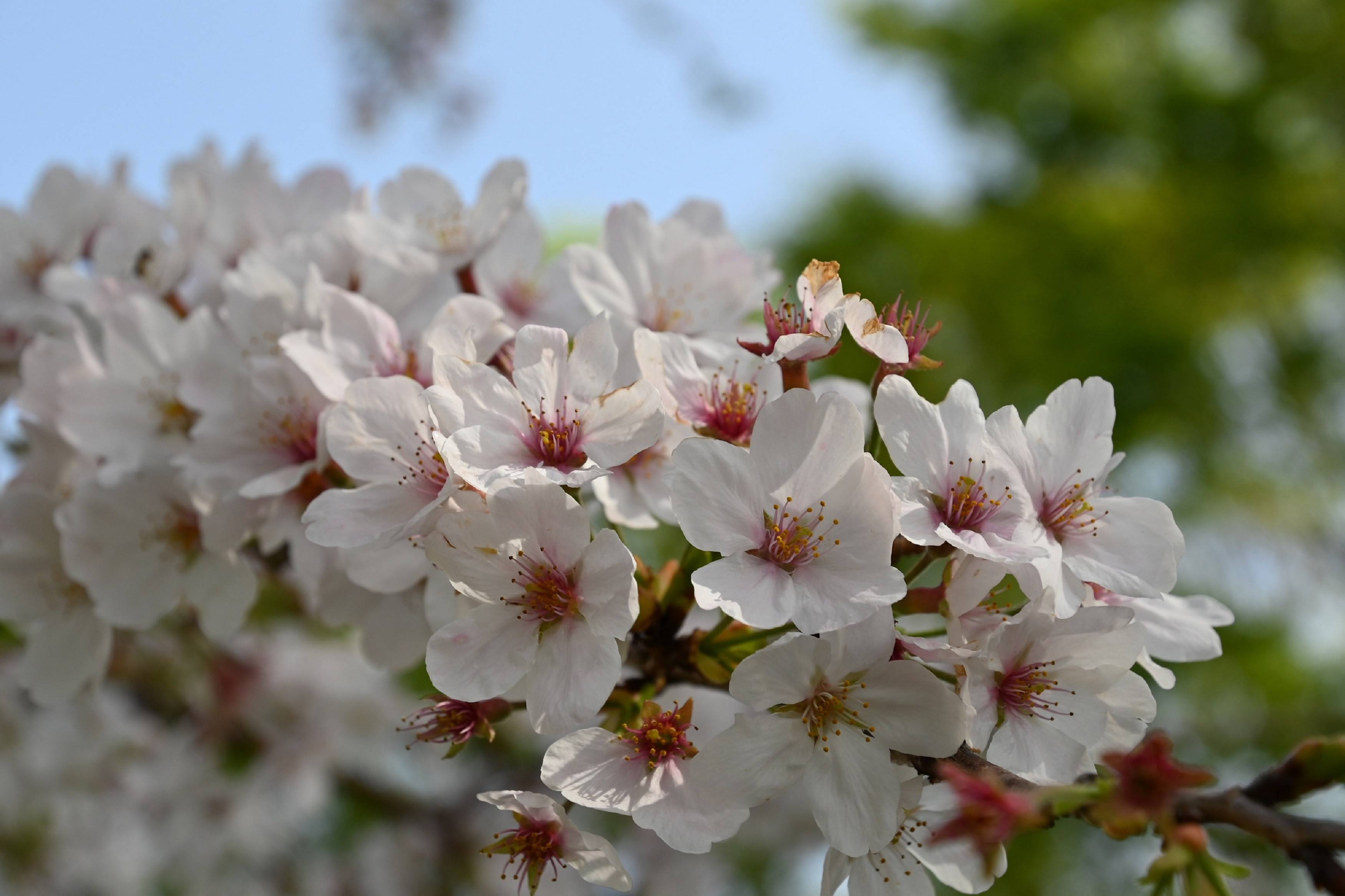 公園展望地区のシドモア桜の写真