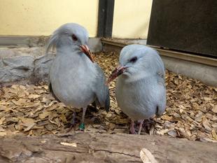 カグーと桜と...