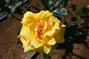 【野毛山公園展望地区】フジとバラ