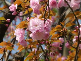 【展望地区】八重桜が見頃です