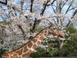 桜とキリンとペンギンと