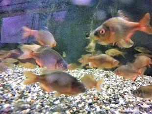 そろそろ出番です