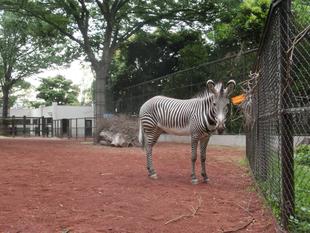 ココロの歯が・・・