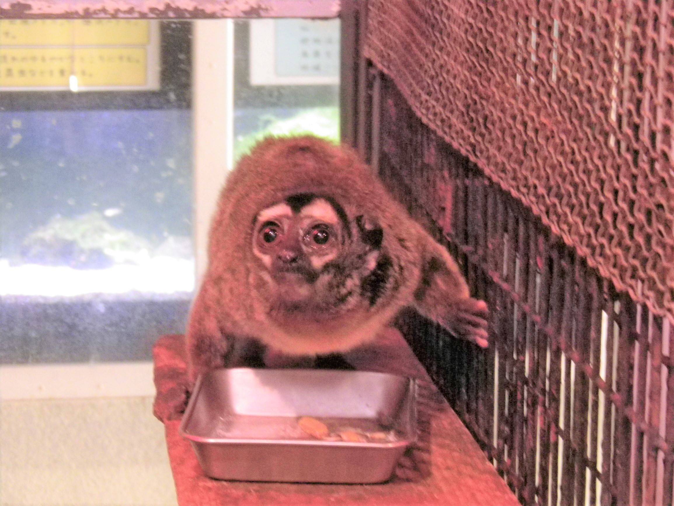 食欲の春の写真