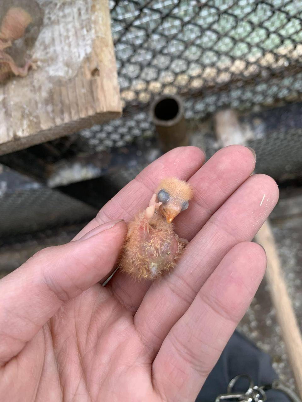 インコ爆誕!の写真