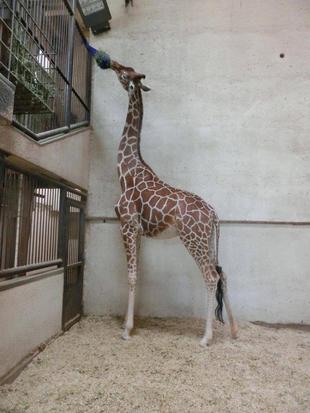 キリンたちの体重を測ったよ