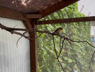 大人の階段昇る