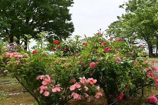 【野毛山公園展望地区】バラが見頃です