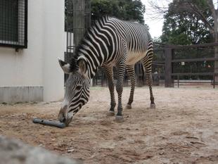 シマウマにもフィーダーを!