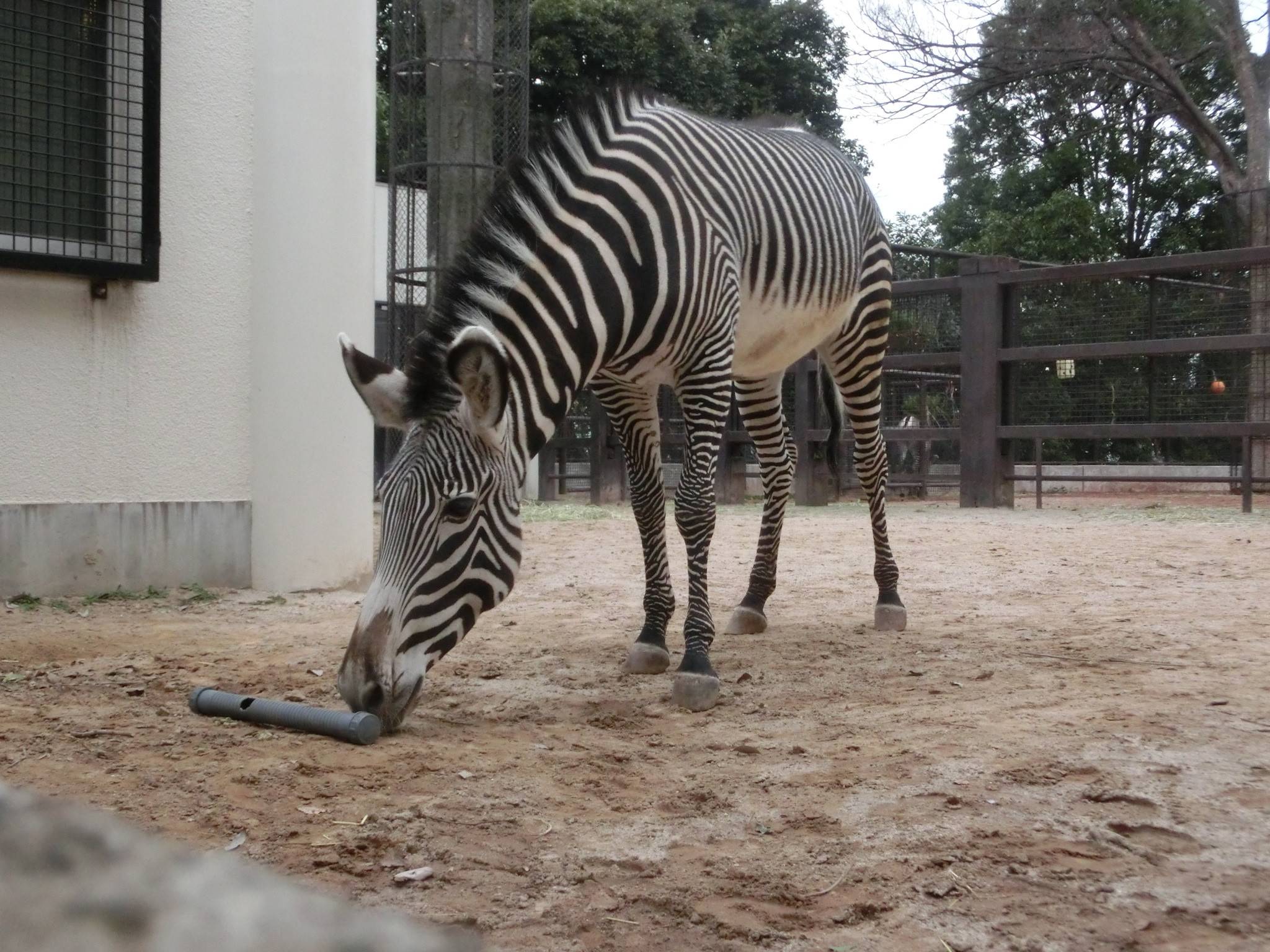 シマウマにもフィーダーを!の写真