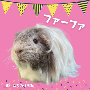 ☆祝☆まいにちのげもる100頭突破!