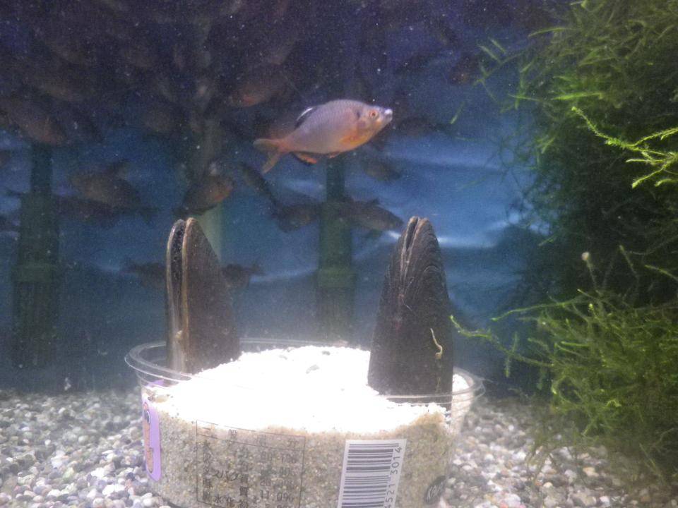 カワシンジュガイ出動の写真