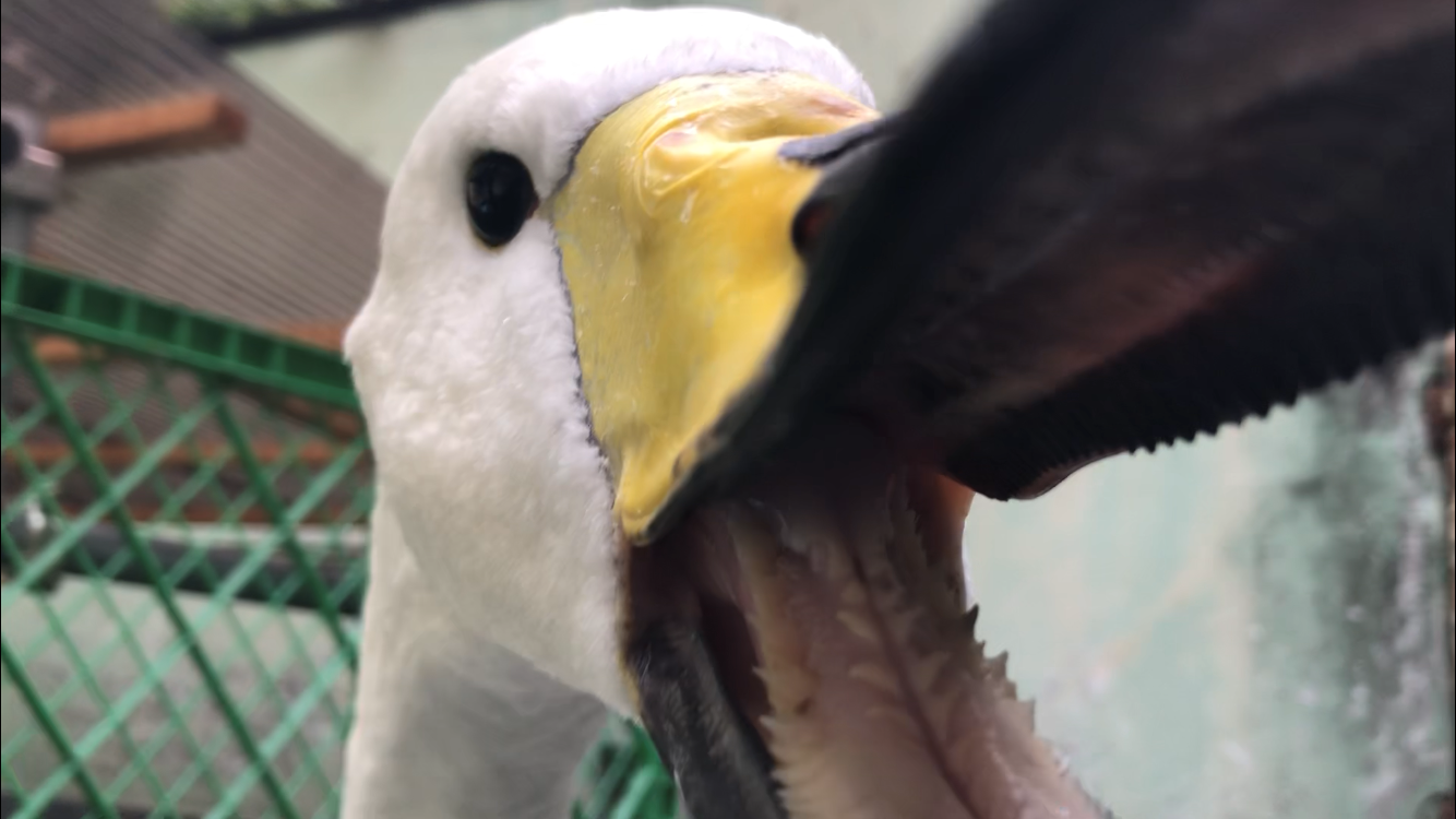 オオハクチョウとの日常の写真