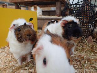 モルモットのお名前~見た目の巻⑧~