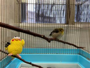 イクメンデビュー