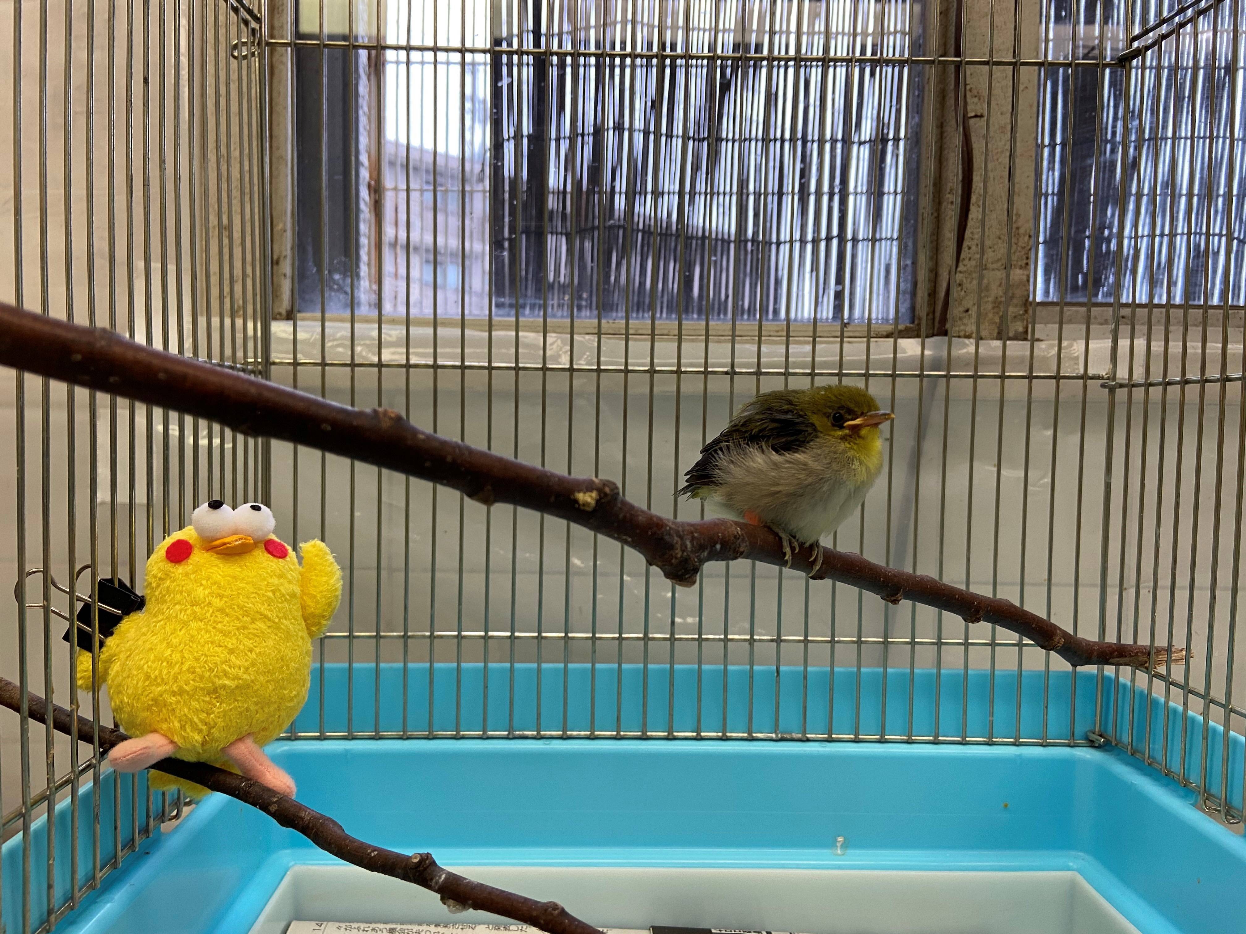 イクメンデビューの写真