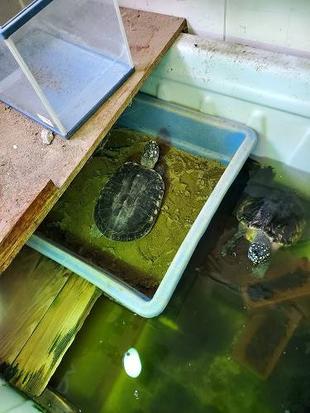 ハミルトンガメの産卵