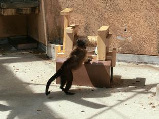 新しいおもちゃ(改)