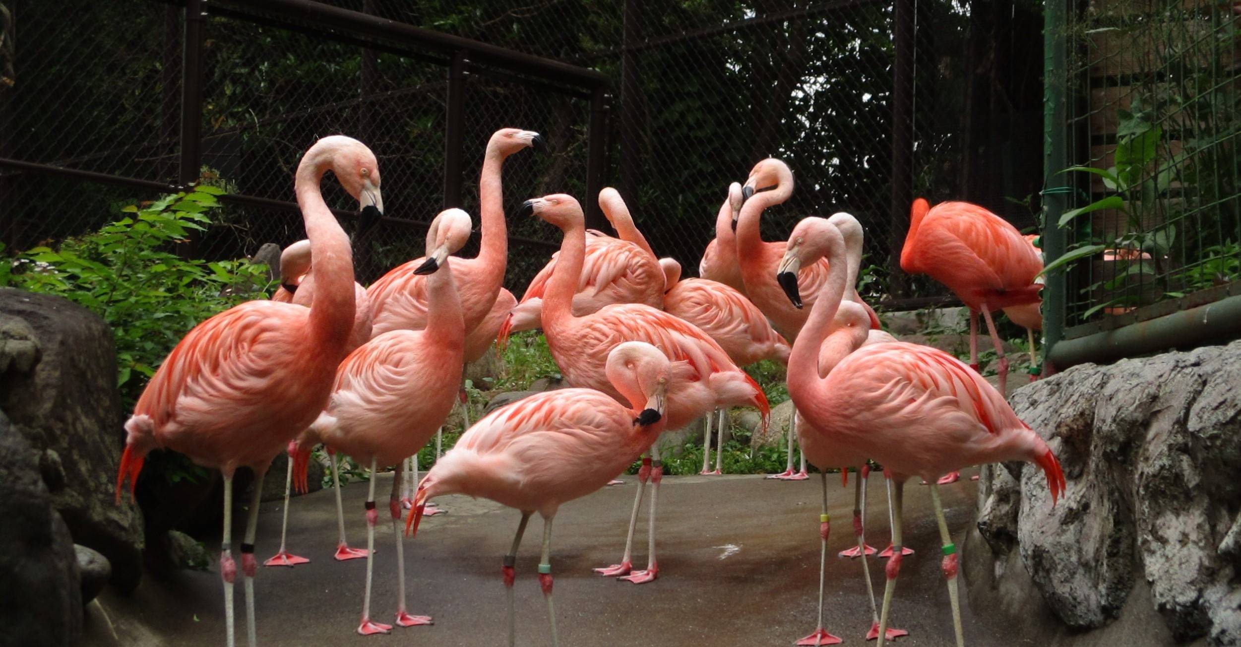 フラミンゴの今と昔 ブログ 野毛山動物園公式サイト 公益財団法人 横浜市緑の協会