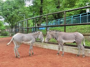 シマウマとフィーダーの行方...