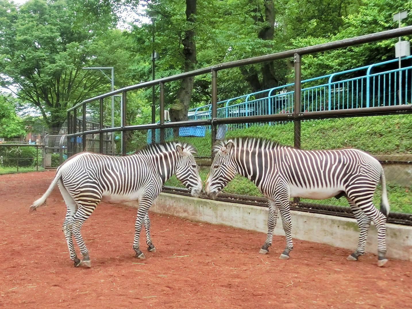 シマウマとフィーダーの行方...の写真