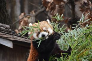 【ﾚｯｻｰﾊﾟﾝﾀﾞ】どうぶつガイド　