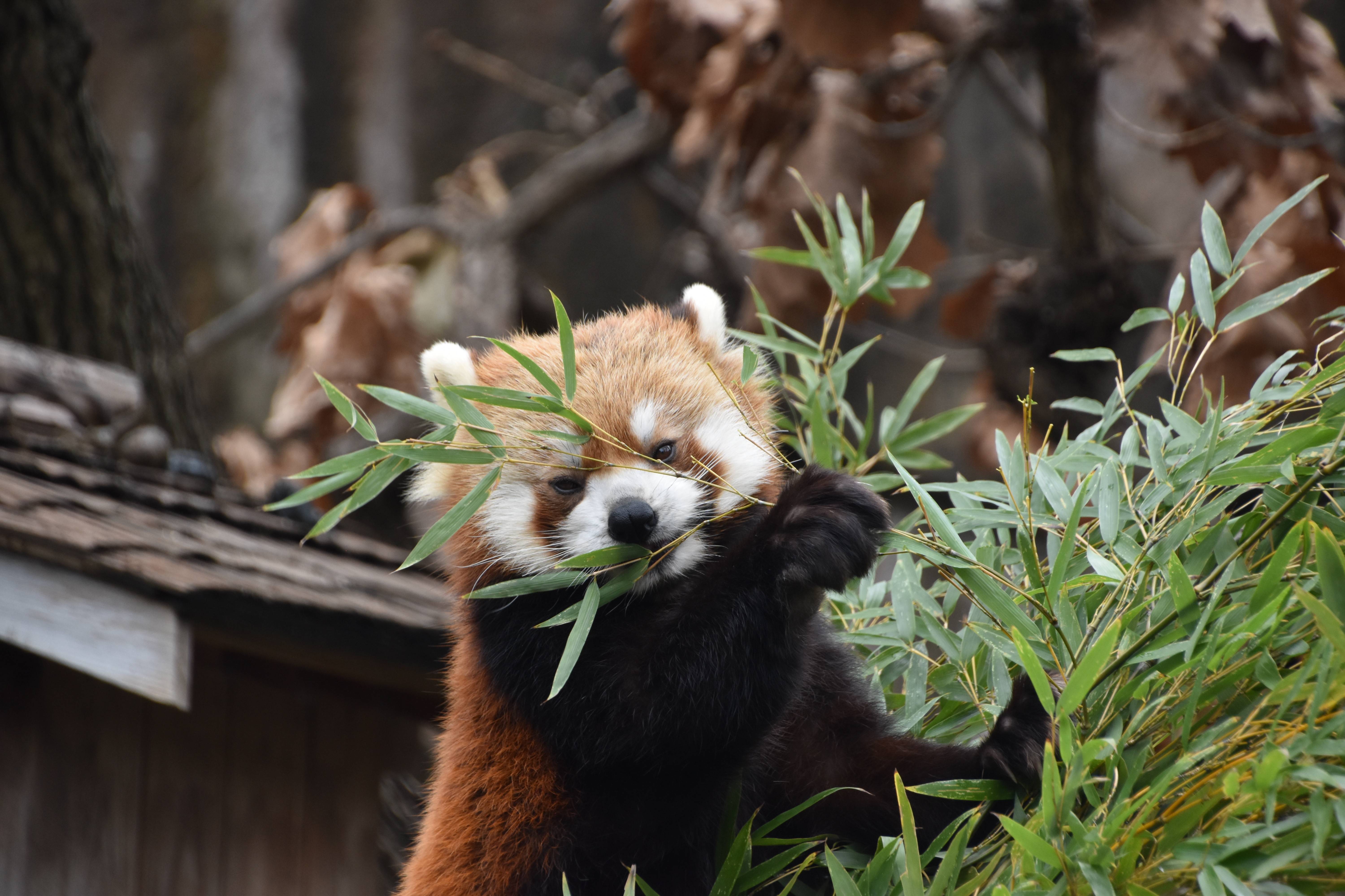 中止 レッサーパンダ 動物たちのお食事タイム 繰り返しイベント 野毛山動物園公式サイト 公益財団法人 横浜市緑の協会 中止 レッサーパンダ 動物たちのお食事タイム 繰り返しイベント 野毛山動物園公式サイト 公益財団法人 横浜市緑の協会