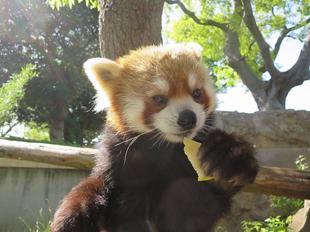 イチゴとの再会