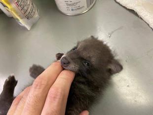 子タヌキ日誌　その1