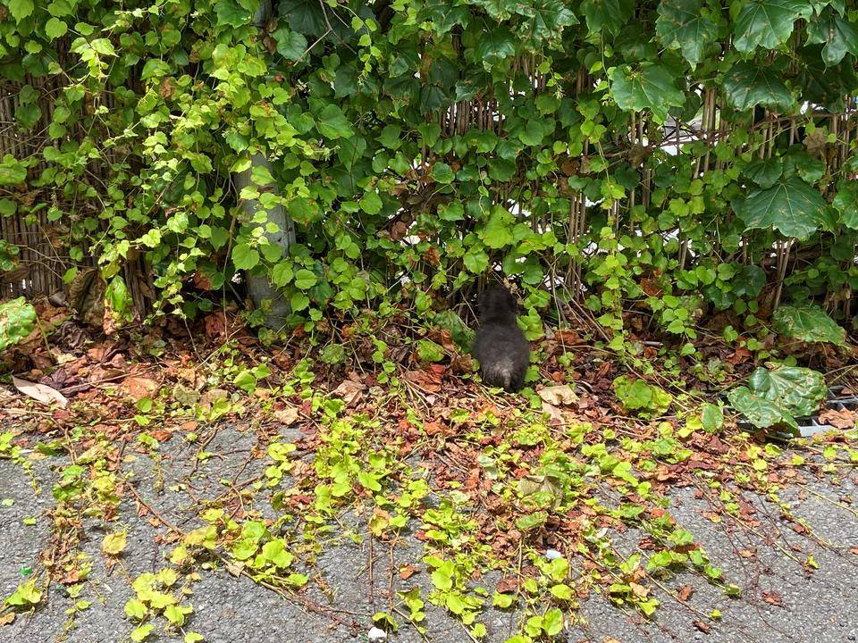 子タヌキ日誌 その2の写真