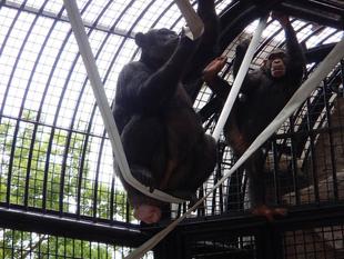 消防ホース・ジャングル化計画、進行中！