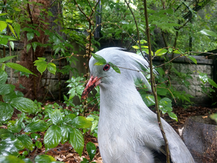 カグーたちの「雨の日の過ごし方」と「最近のプチブーム」