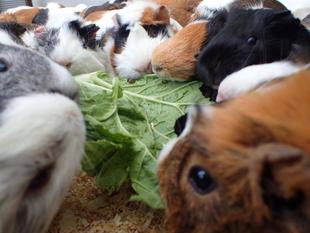 モルモットのお名前～見た目の巻⑨～