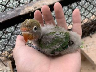 インコすくすく成長中！