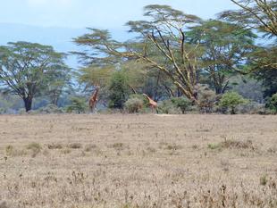 もうすぐ世界キリンの日です