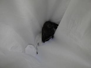 布タモ作成会社　Part3