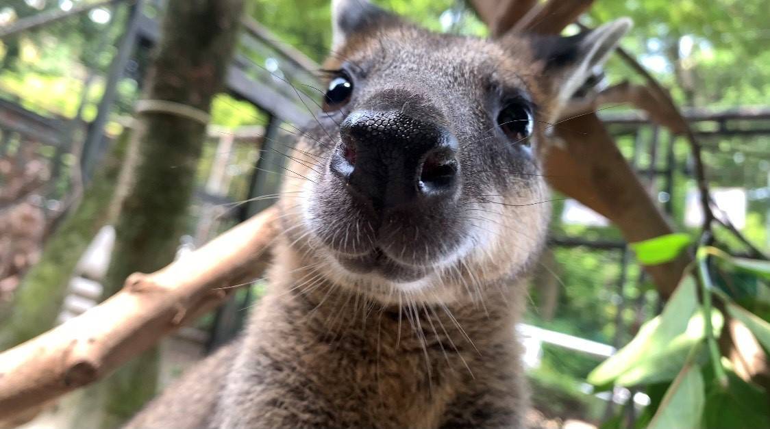 ワラビーだよの写真