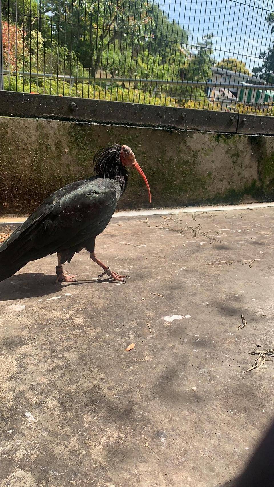 またこの鳥です。の写真