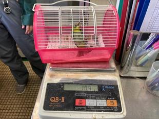 メジロ、旅立ち