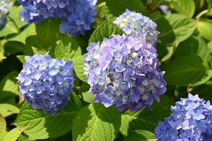 【野毛山公園】バラとアジサイ