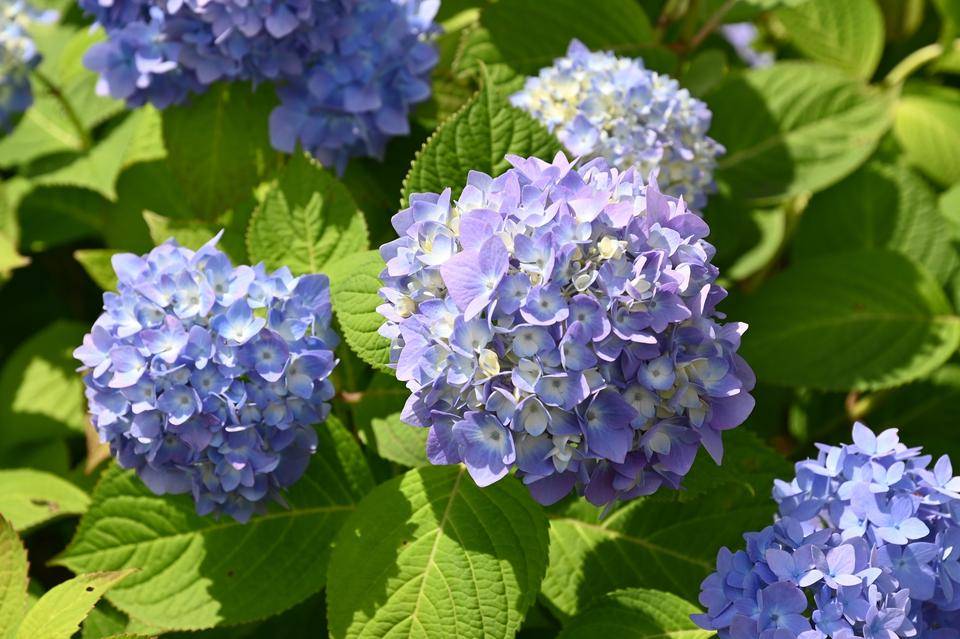 【野毛山公園】バラとアジサイの写真