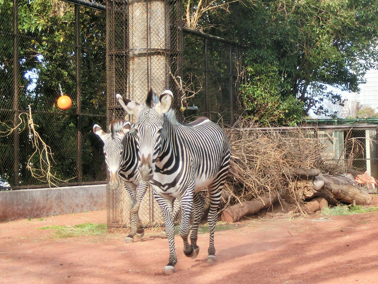 「ココロ」と「ラッキー」のキセキの写真