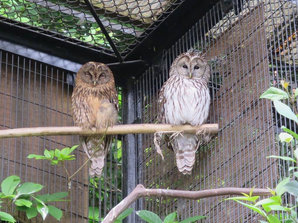 フクロウのフクジとフクハですの写真