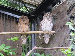 フクロウのフクジとフクハです