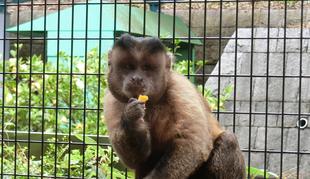 新しいおもちゃ   ~初号機(改)のその後・・・~