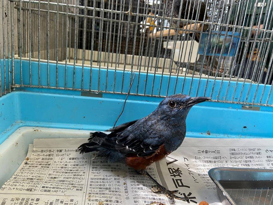 突撃となりの鳥ごはん Part1の写真