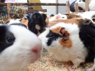 モルモットのお名前~見た目の巻⑩~