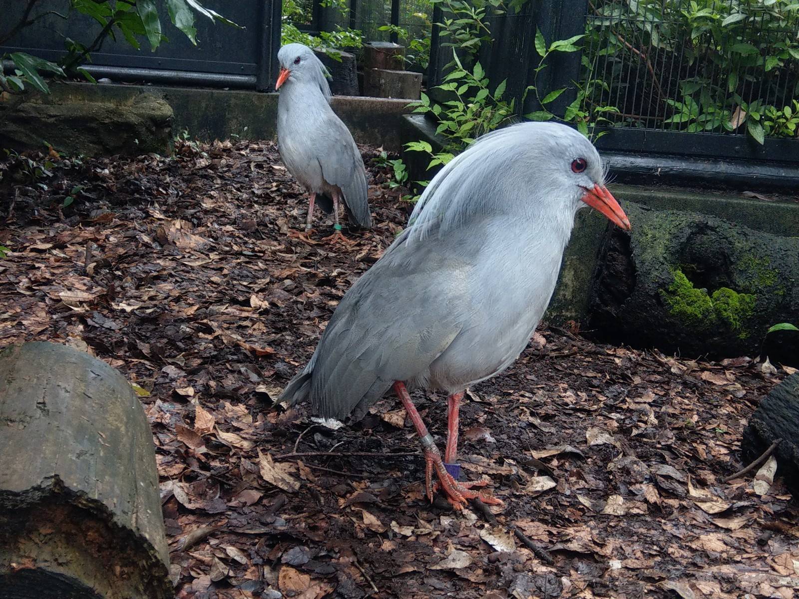 今日は何の日 パート2 動物トピックス 野毛山動物園公式サイト 公益財団法人 横浜市緑の協会