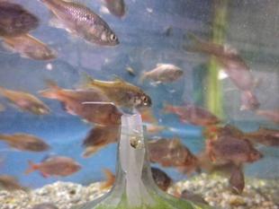 特別天然記念物から探るSDGs